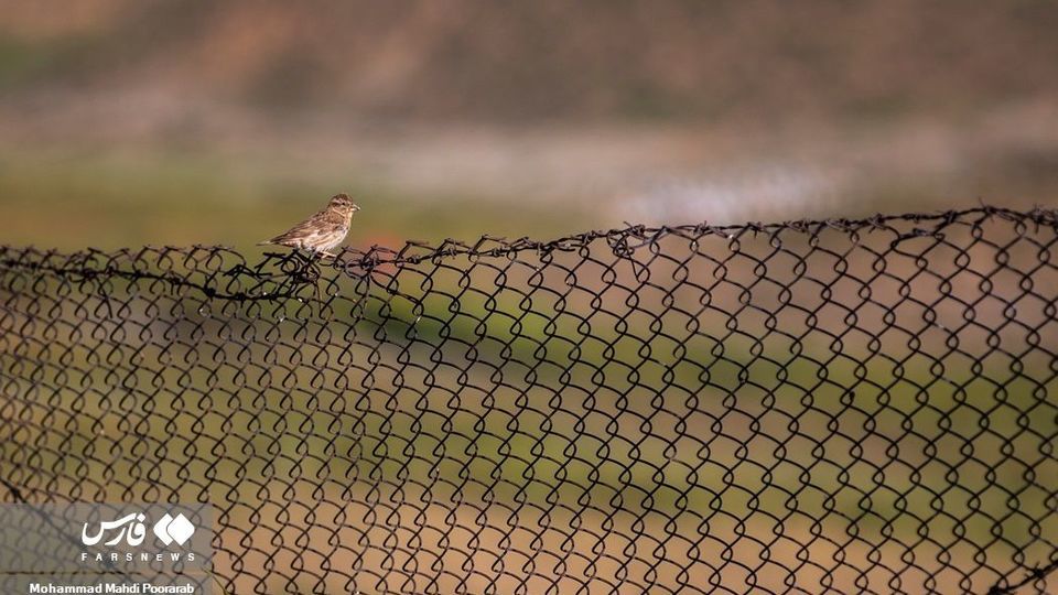 طبیعت «دشت لار»