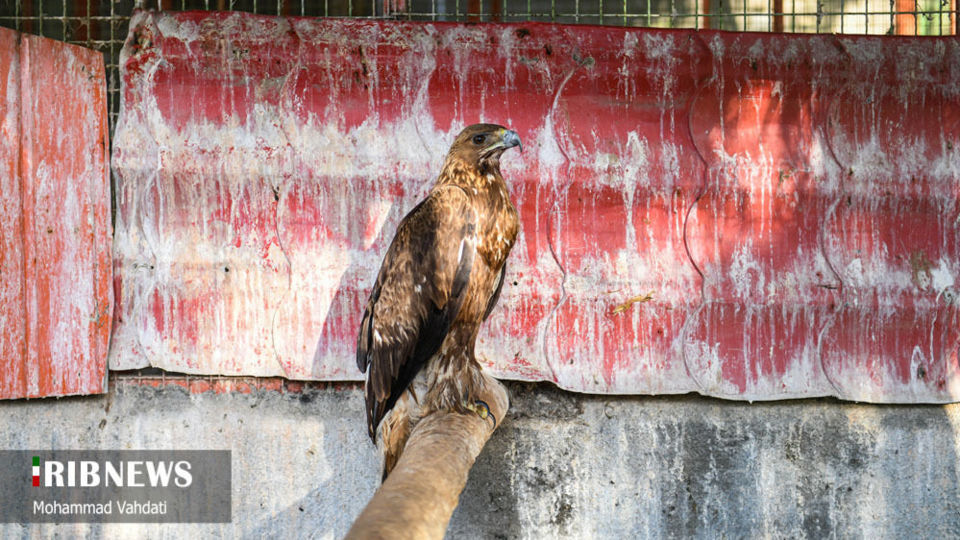رهاسازی پرندگان شکاری در طبیعت قم 