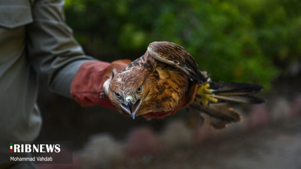 رهاسازی پرندگان شکاری در طبیعت قم 