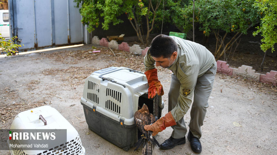 رهاسازی پرندگان شکاری در طبیعت قم 