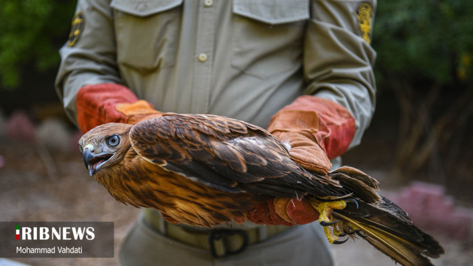 رهاسازی پرندگان شکاری در طبیعت قم 