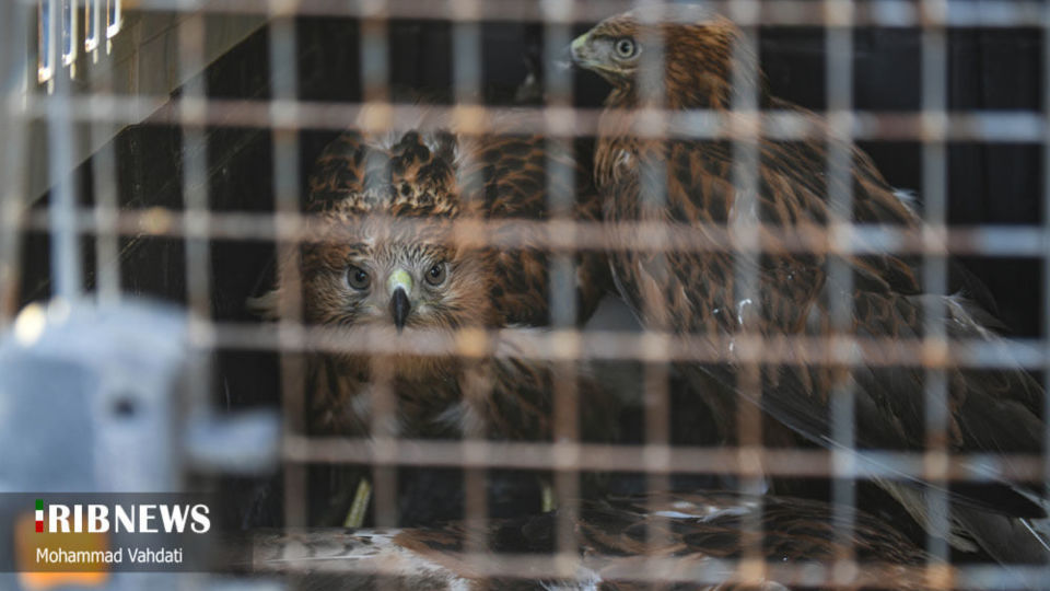 رهاسازی پرندگان شکاری در طبیعت قم 