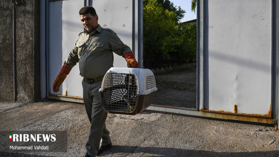 رهاسازی پرندگان شکاری در طبیعت قم 