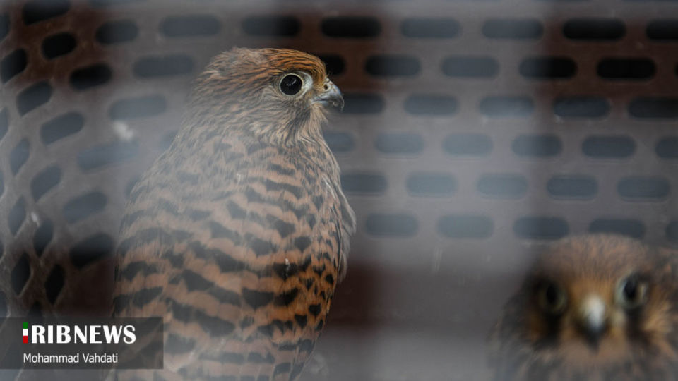 رهاسازی پرندگان شکاری در طبیعت قم 