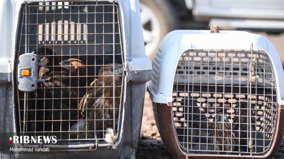 رهاسازی پرندگان شکاری در طبیعت قم 