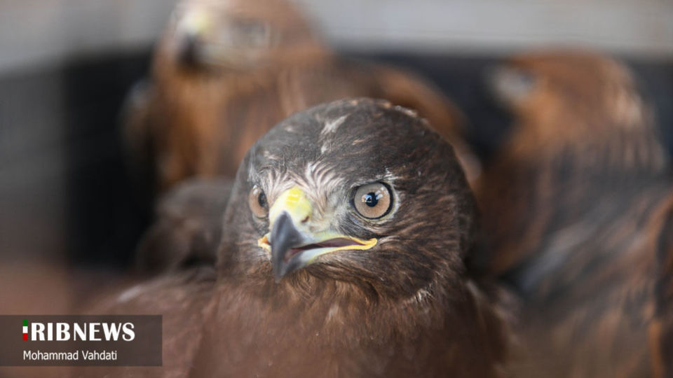 رهاسازی پرندگان شکاری در طبیعت قم 