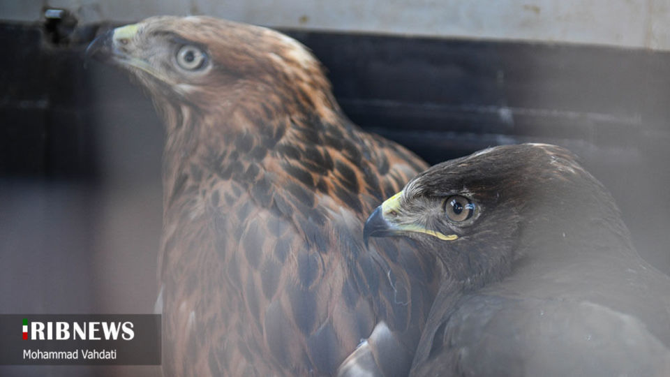 رهاسازی پرندگان شکاری در طبیعت قم 