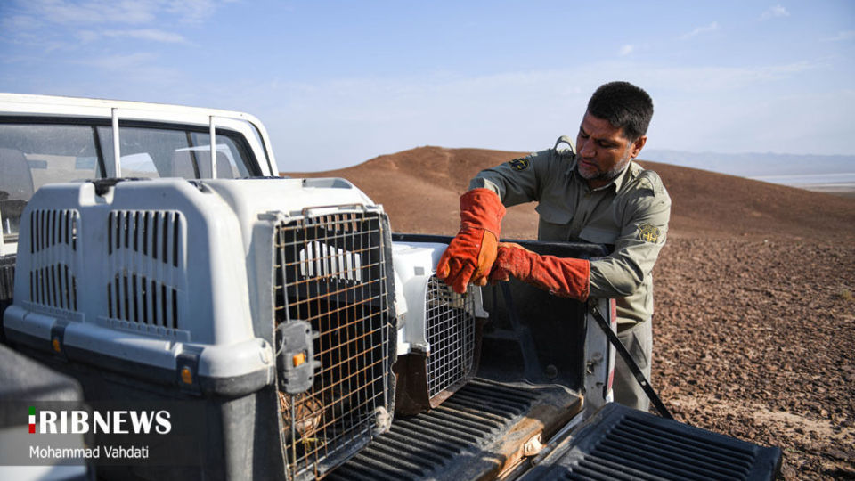 رهاسازی پرندگان شکاری در طبیعت قم 