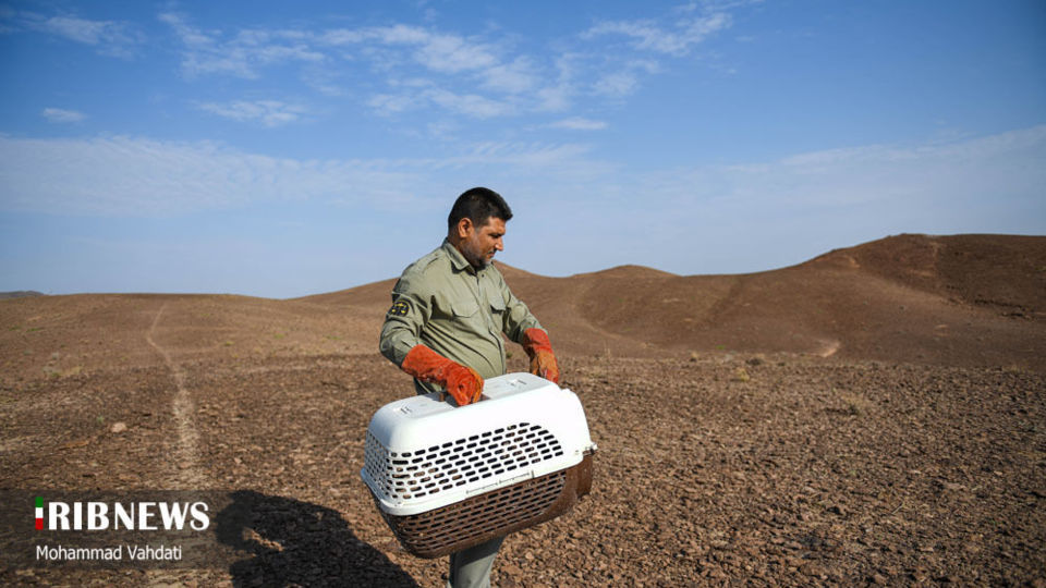 رهاسازی پرندگان شکاری در طبیعت قم 