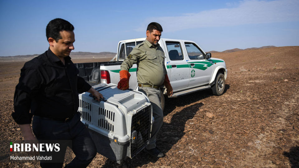 رهاسازی پرندگان شکاری در طبیعت قم 