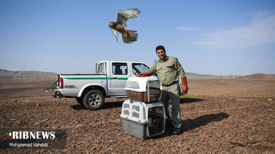 رهاسازی پرندگان شکاری در طبیعت قم 