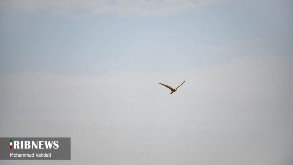 رهاسازی پرندگان شکاری در طبیعت قم 