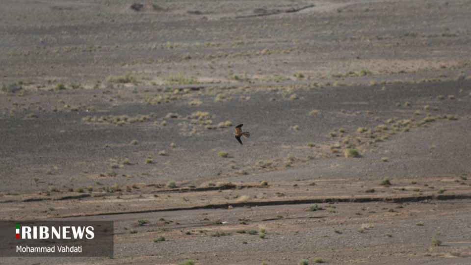 رهاسازی پرندگان شکاری در طبیعت قم 