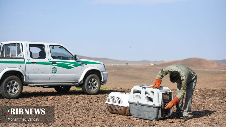 رهاسازی پرندگان شکاری در طبیعت قم 
