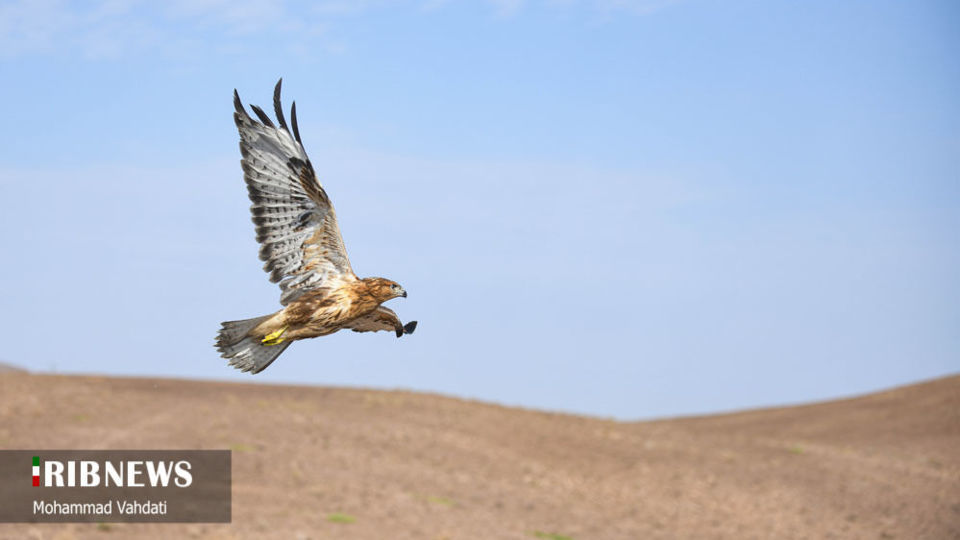 رهاسازی پرندگان شکاری در طبیعت قم 