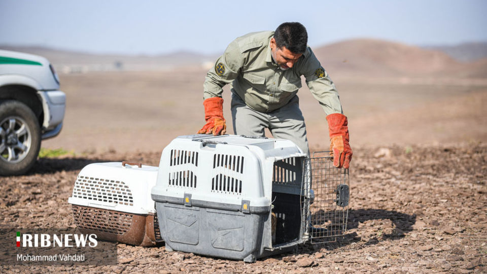 رهاسازی پرندگان شکاری در طبیعت قم 