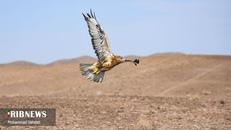 رهاسازی پرندگان شکاری در طبیعت قم 