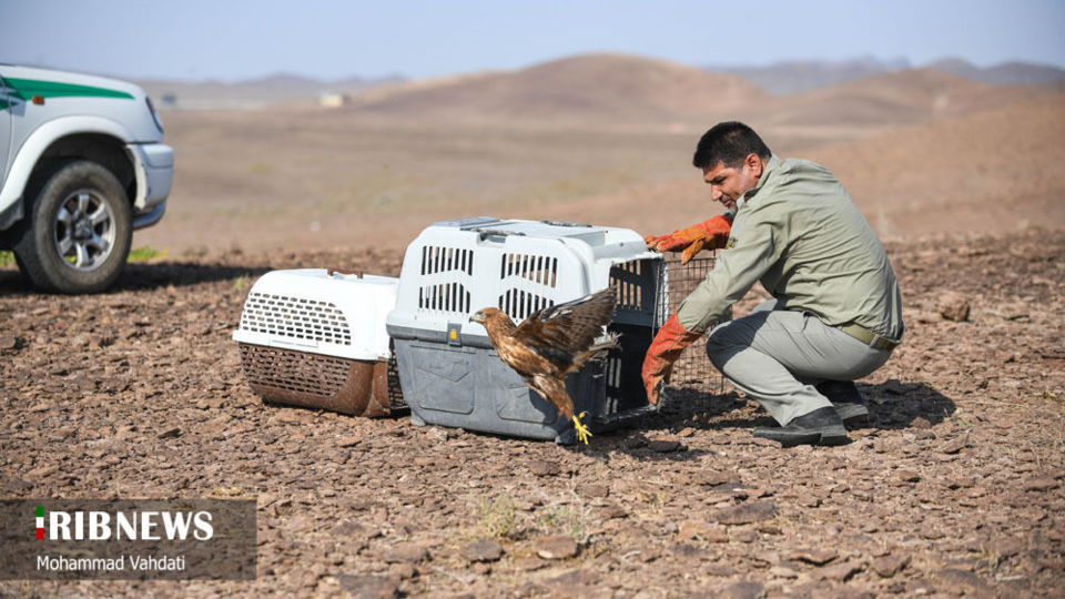 رهاسازی پرندگان شکاری در طبیعت قم 