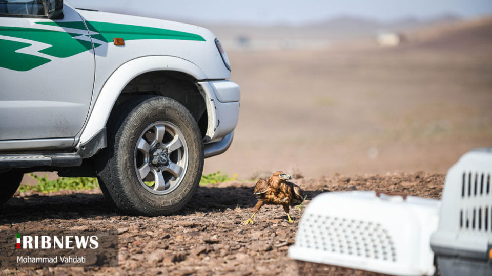 رهاسازی پرندگان شکاری در طبیعت قم 