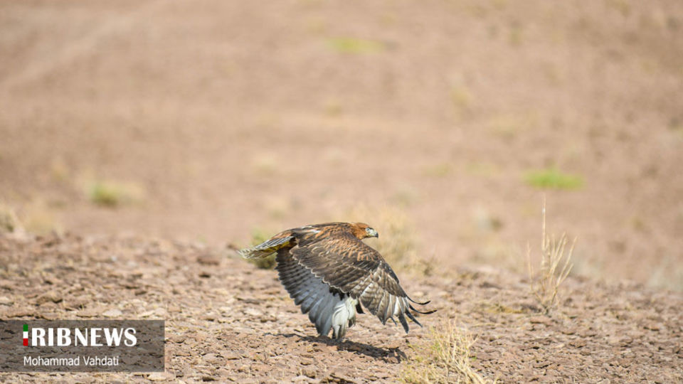 رهاسازی پرندگان شکاری در طبیعت قم 