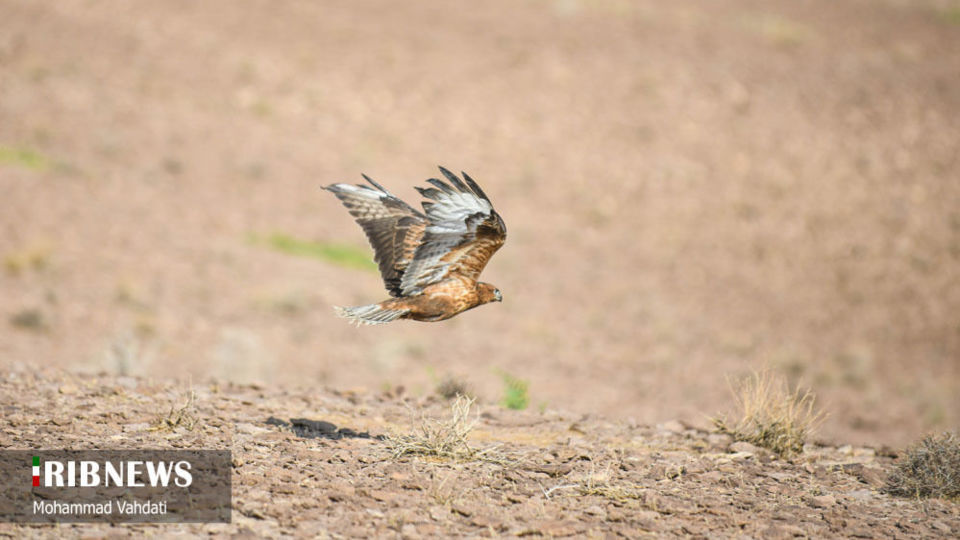 رهاسازی پرندگان شکاری در طبیعت قم 