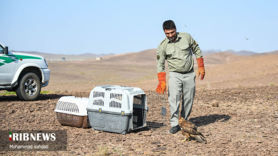 رهاسازی پرندگان شکاری در طبیعت قم 