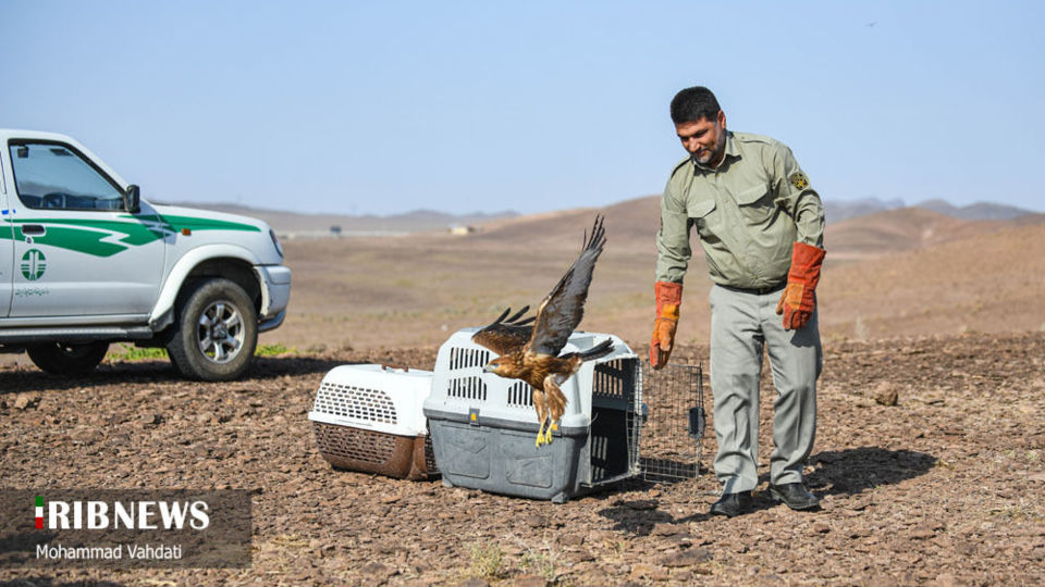 رهاسازی پرندگان شکاری در طبیعت قم 