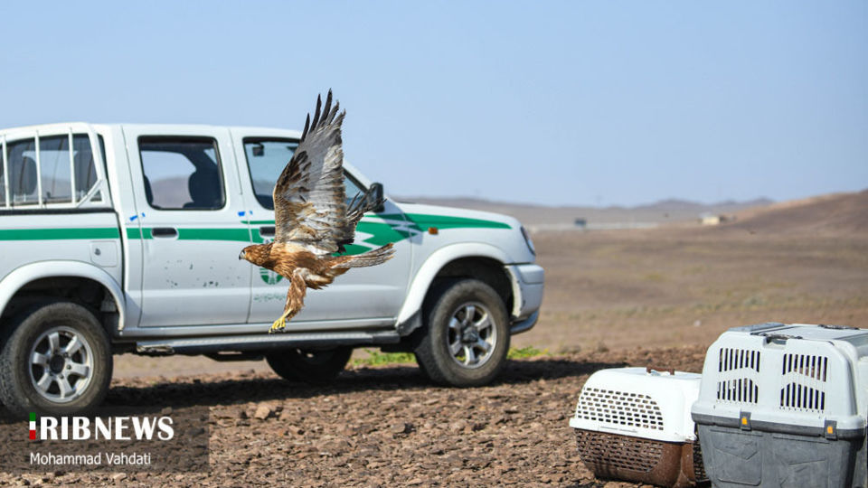رهاسازی پرندگان شکاری در طبیعت قم 