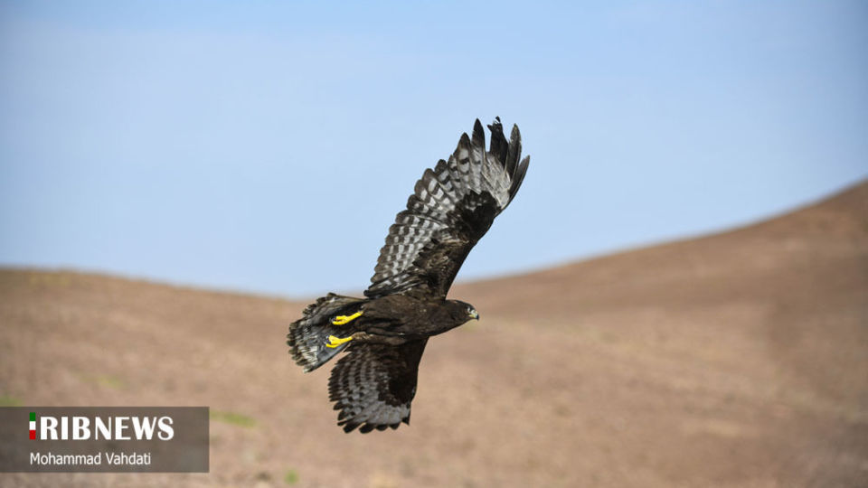 رهاسازی پرندگان شکاری در طبیعت قم 