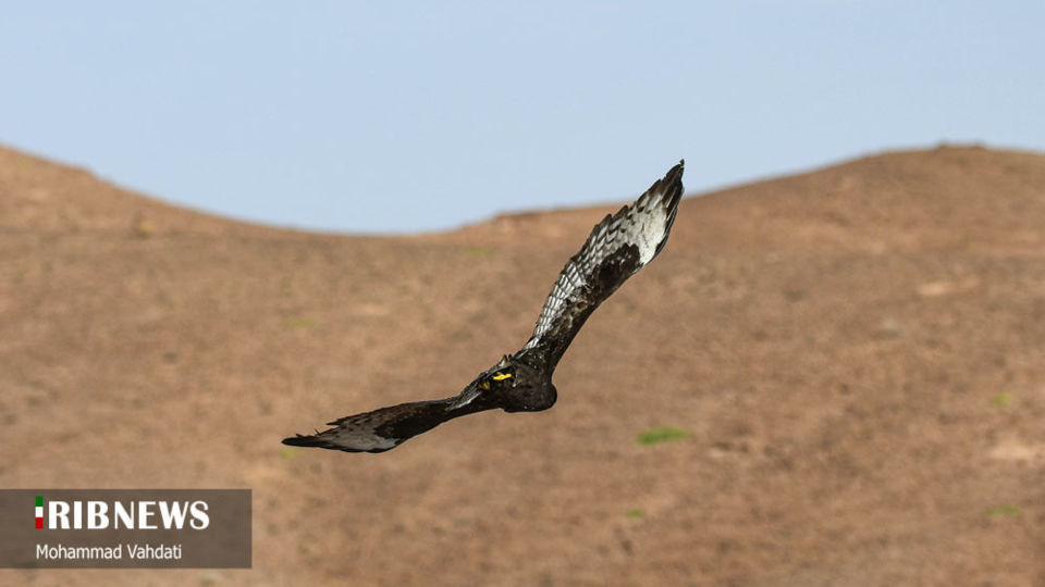 رهاسازی پرندگان شکاری در طبیعت قم 