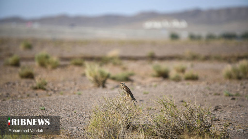 رهاسازی پرندگان شکاری در طبیعت قم 