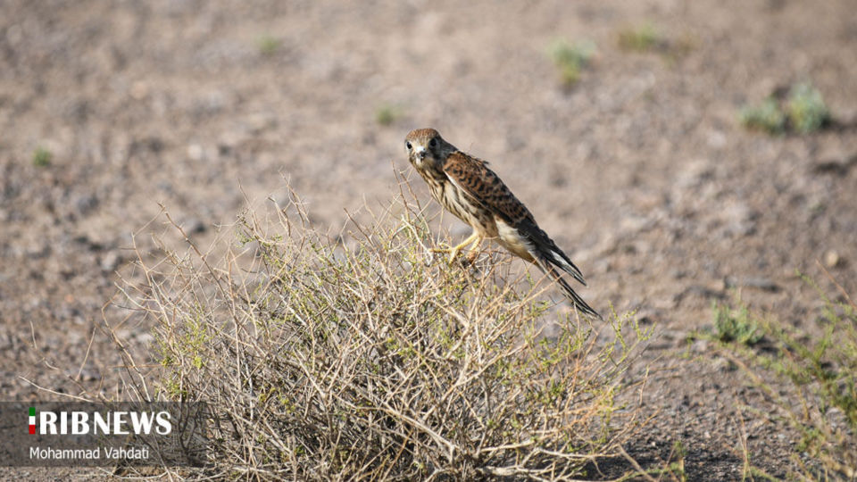 رهاسازی پرندگان شکاری در طبیعت قم 