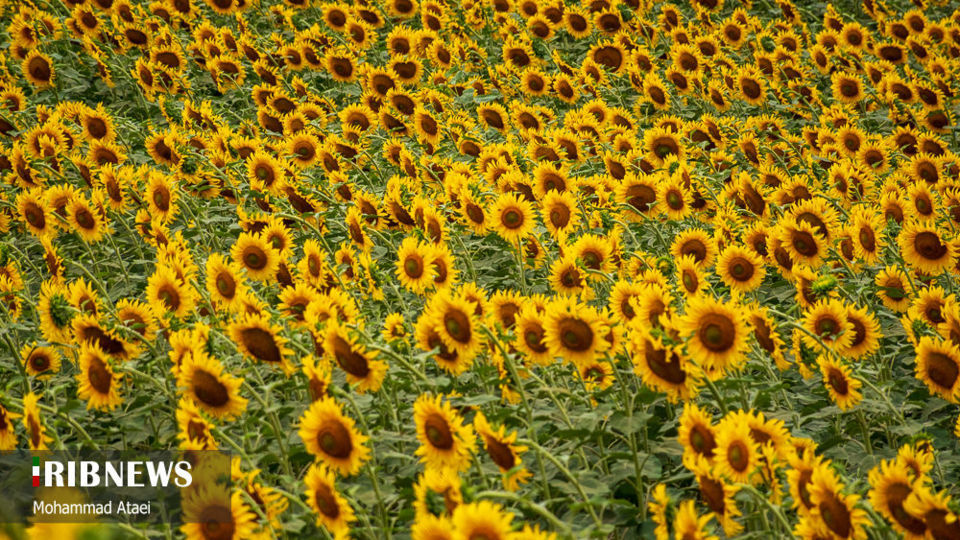 مزرعه گل آفتاب گردان 