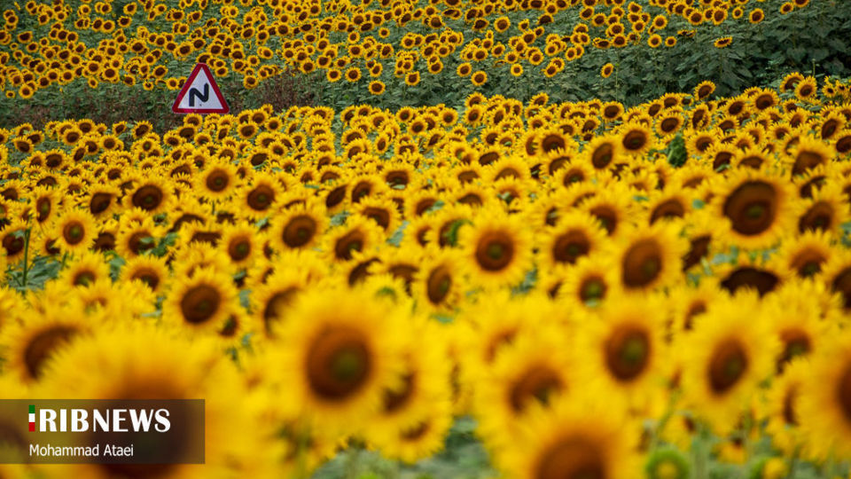 مزرعه گل آفتاب گردان 