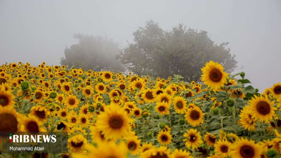 مزرعه گل آفتاب گردان 