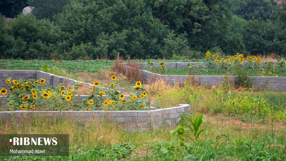 مزرعه گل آفتاب گردان 
