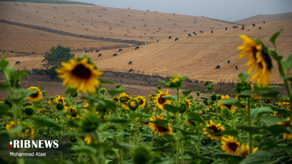 مزرعه گل آفتاب گردان 