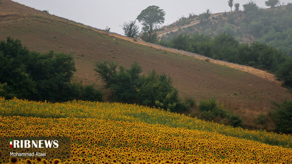 مزرعه گل آفتاب گردان 