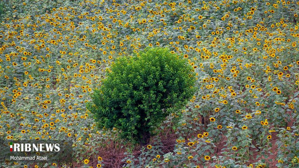 مزرعه گل آفتاب گردان 