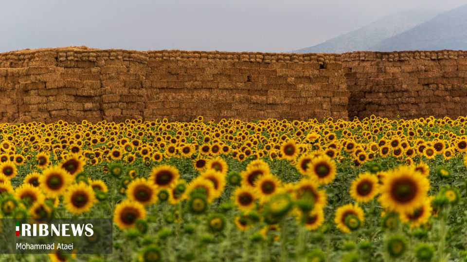 مزرعه گل آفتاب گردان 