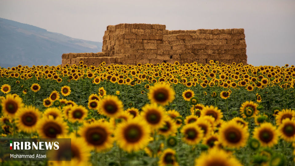 مزرعه گل آفتاب گردان 