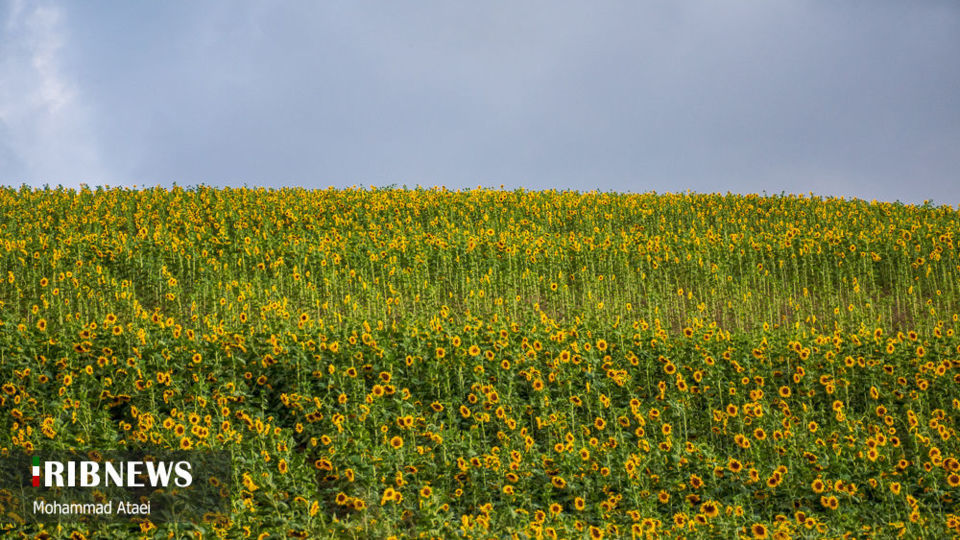 مزرعه گل آفتاب گردان 