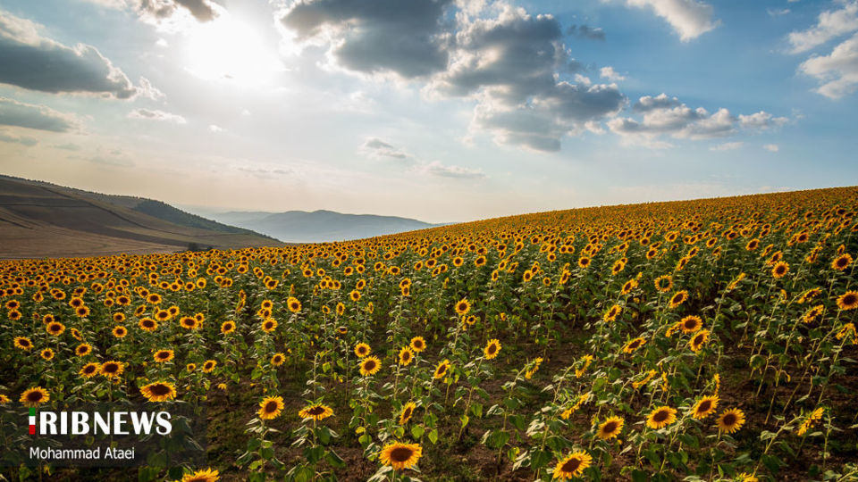 مزرعه گل آفتاب گردان 