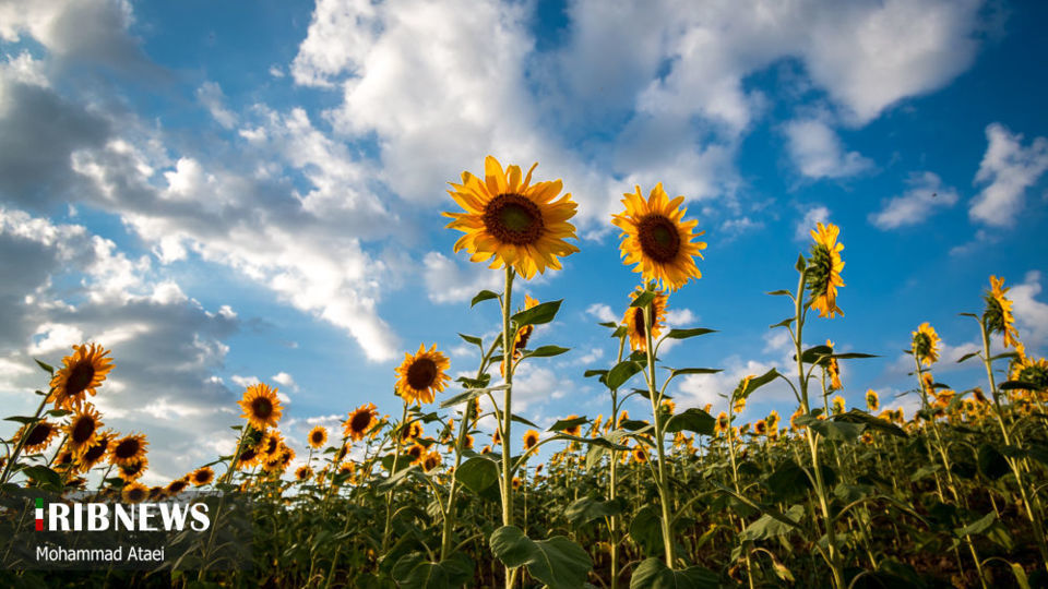 مزرعه گل آفتاب گردان 