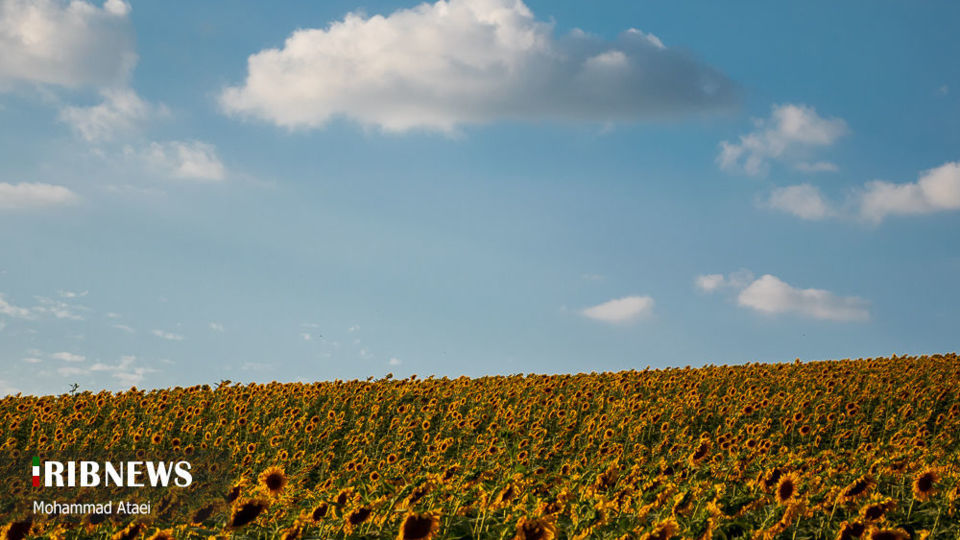 مزرعه گل آفتاب گردان 