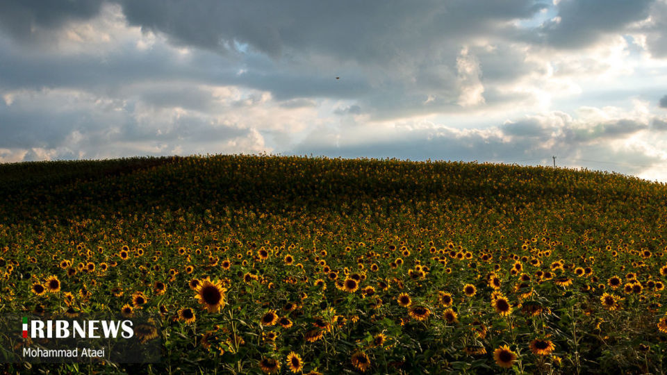 مزرعه گل آفتاب گردان 