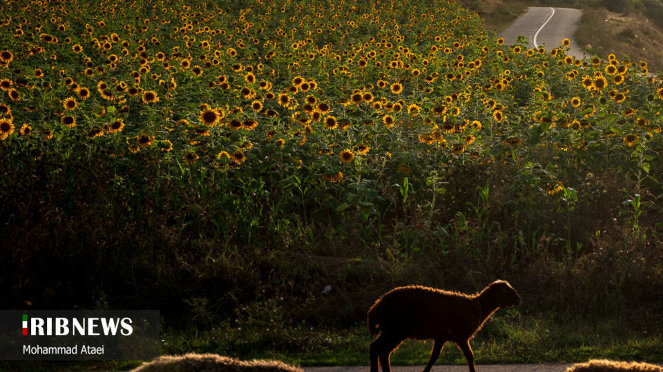 مزرعه گل آفتاب گردان 