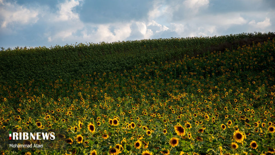 مزرعه گل آفتاب گردان 