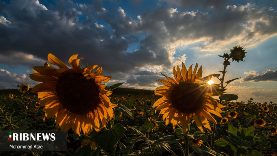 مزرعه گل آفتاب گردان 