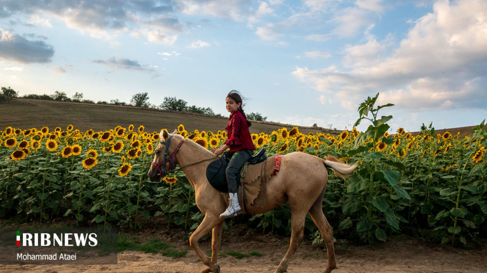 مزرعه گل آفتاب گردان 